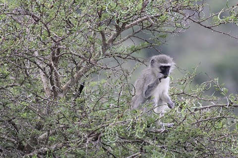 south-africa-3529646_640