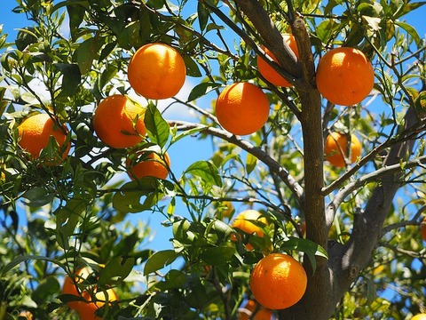 oranges-1117628_640