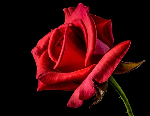 red-rose-320868_640