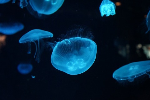 jellyfish-1167756_640
