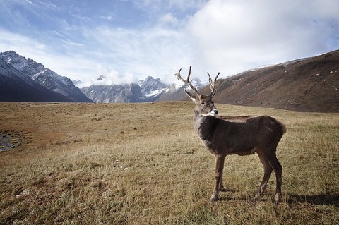 caribou-1030864_640