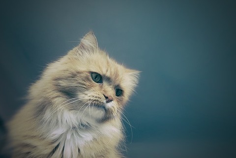 cat-1245963_640