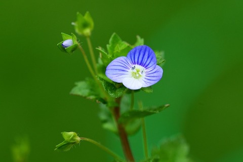 speedwell-329542_640