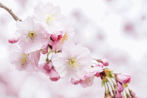 cherry-blossoms-4951853_640