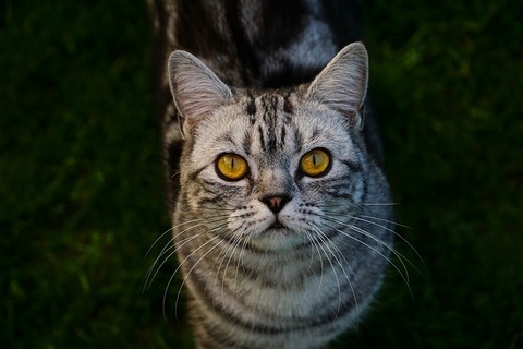 cat-3404377_640