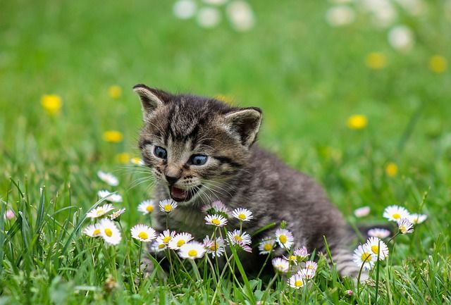 猫 ふみふみ ふみふみ 動画 つぶちゃん Twitterまとめ 猫 ふみふみ ふみふみ 動画 つぶちゃん Twitterまとめ