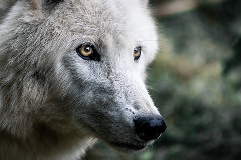 wolf-4483675_640