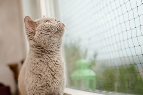 cat-3031737_640