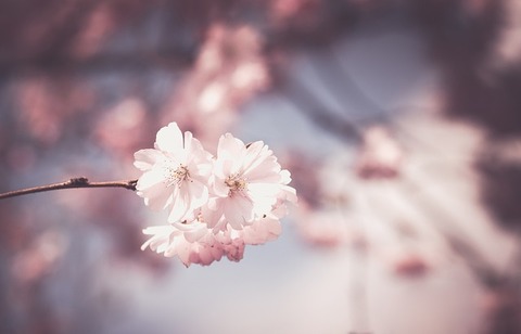 cherry-blossom-g7b701123e_640