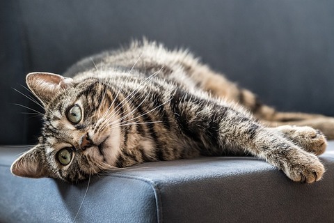 cat-2443842_640