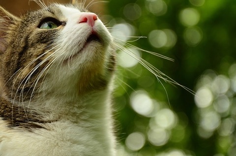 cat-1461908_640