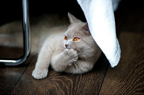 cat-1598412_640