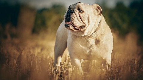 bulldog-5349600_640