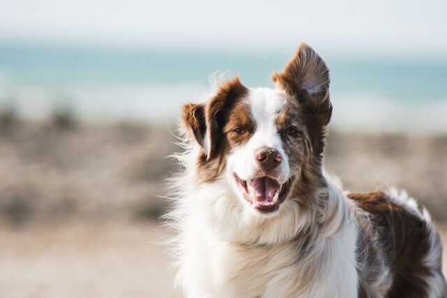探偵ナイトスクープ 亡き愛犬ネルにそっくりな犬 回が泣けると話題 リンちゃんyoutube動画あり 感想 反応まとめ わんこと田舎暮らし つぶちゃん Twitterまとめ