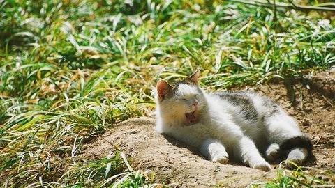cat-4930689_640