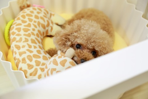 探偵ナイトスクープ 13年以上なつかない愛犬 回が話題w感想 反応まとめ トイプードル つぶちゃん Twitterまとめ 探偵ナイトスクープ 13年以上なつかない愛犬 回が話題w感想 反応まとめ トイプードル つぶちゃん Twitterまとめ