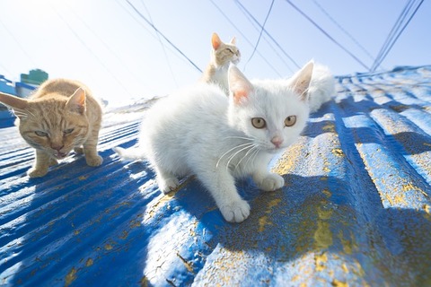 cat-3858238_640