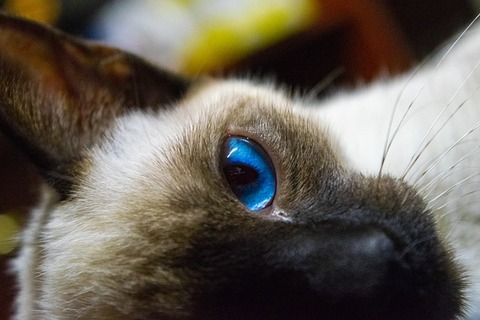 cat-4132016_640
