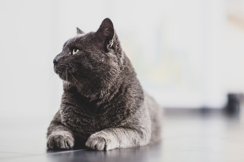 nazarii-yurkov-CzcK8pMZ1Kw-unsplash
