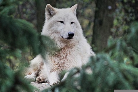 arctic-wolf-g89089ce7d_640