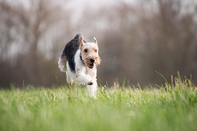 犬持ちすぎな川端康成が話題ｗ反応まとめ つぶちゃん Twitterまとめ