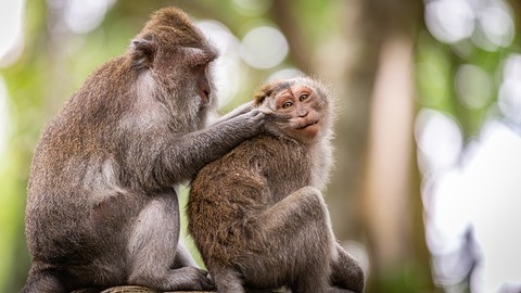 monkeys-g0e46146e0_640
