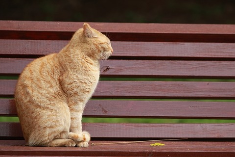 animal-4099616_640