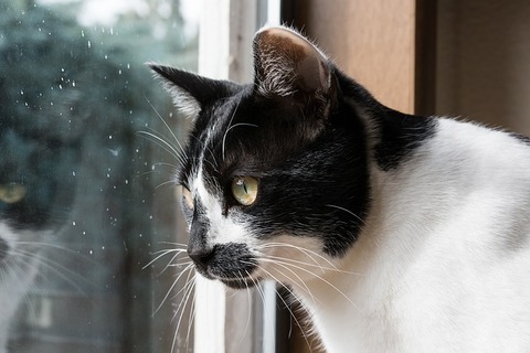 cat-3229942_640