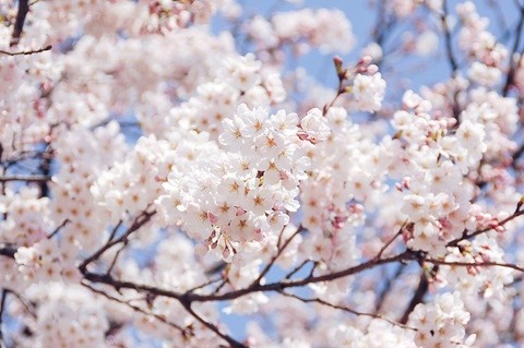natural-4141766_640