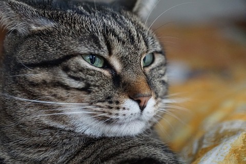 cat-3134990_640