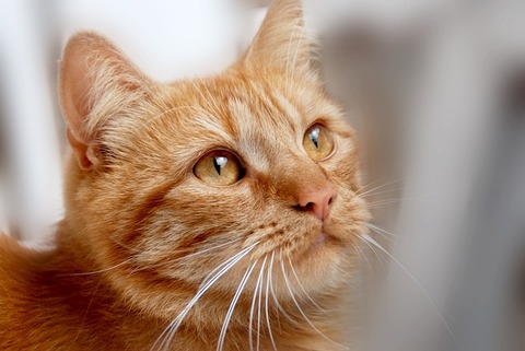 cat-5496162_640