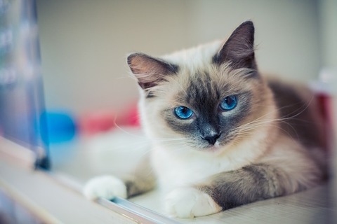 kitty-2602118_640