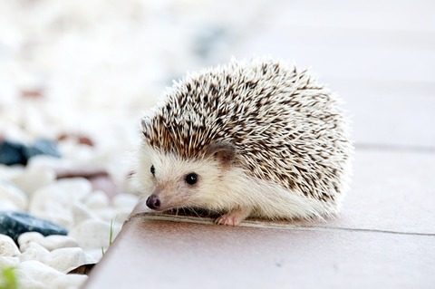 hedgehog-468228_640