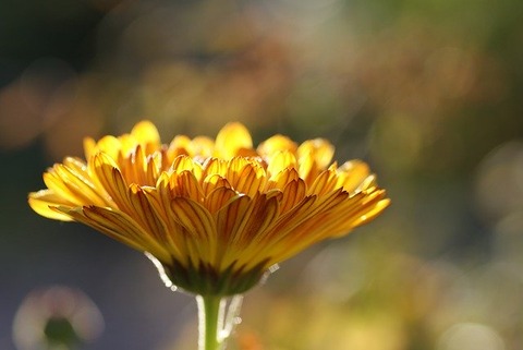 calendula-185322_640