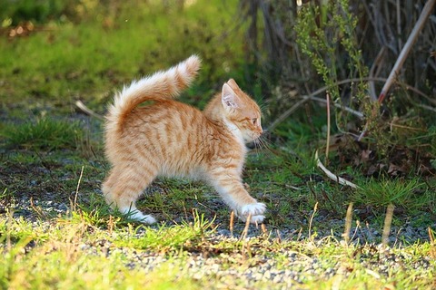 cat-1064078_640