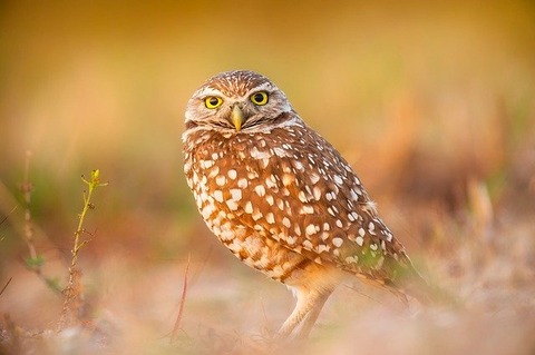 owl-2209827_640