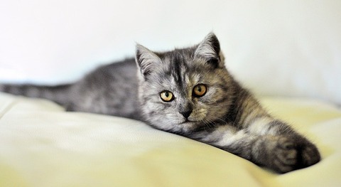 cat-3431537_640 (1)