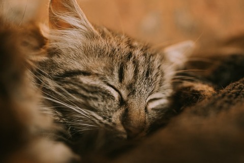 anton-darius-ato7Di4hLEg-unsplash