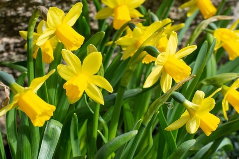 daffodils-g9a3fe1964_640