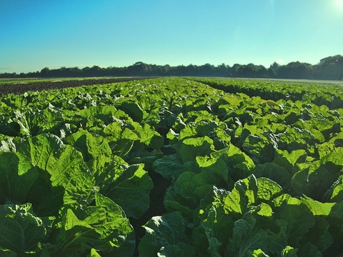 salad-gc335d7b70_640