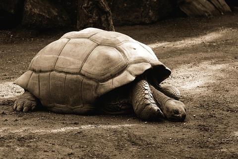 giant-tortoises-gd307b2fcf_640