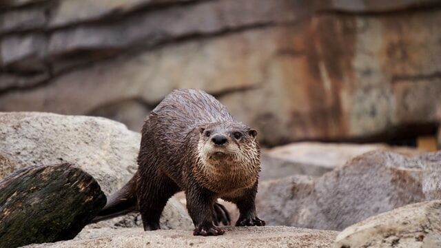 動画 絶滅種 ニホンカワウソ を撮影 反応まとめ 高知県大月町 つぶちゃん Twitterまとめ