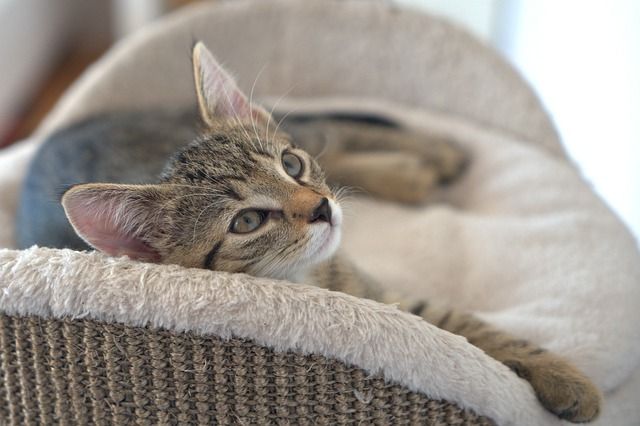 猫やめたみたいな猫が話題w反応まとめ つぶちゃん Twitterまとめ