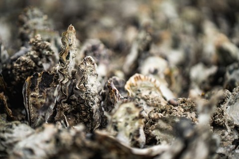 toan-chu-uC5ilONVVtg-unsplash