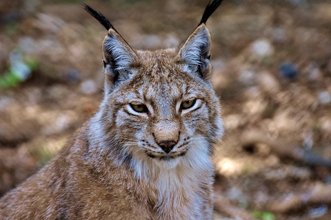 lynx-3334869_640