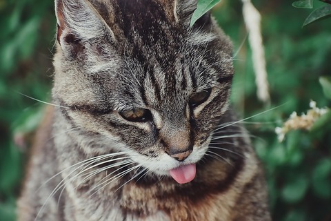 animal-3038982_640