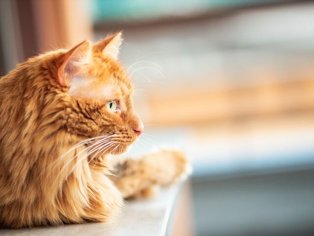 探偵ナイトスクープ 亡き友のタイムカプセル 回が泣けると話題 感想 反応まとめ つぶちゃん Twitterまとめ 探偵ナイトスクープ 亡き友のタイムカプセル 回が泣けると話題 感想 反応まとめ つぶちゃん Twitterまとめ