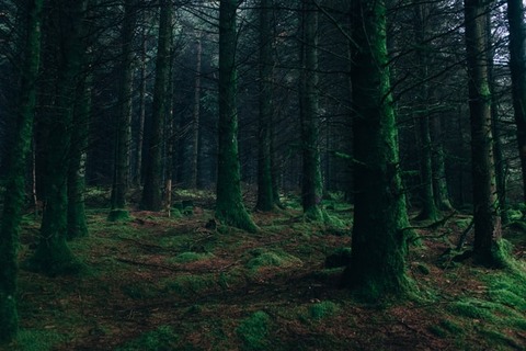 vital-sinkevich-LAKQ3i-xn84-unsplash
