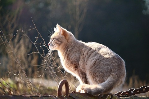 cat-1183091_640