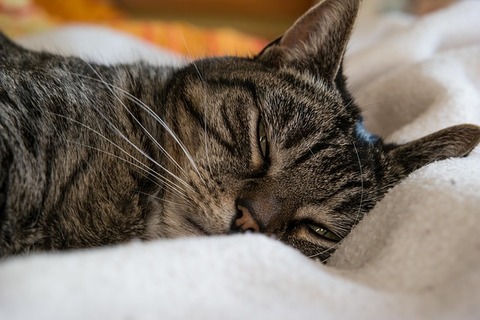 cat-648136_640